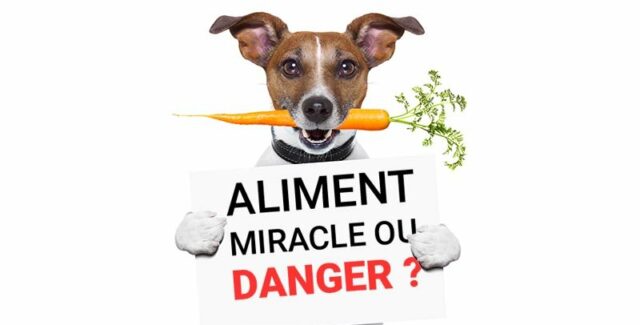 Carotte pour chien : aliment miracle ou danger ?
