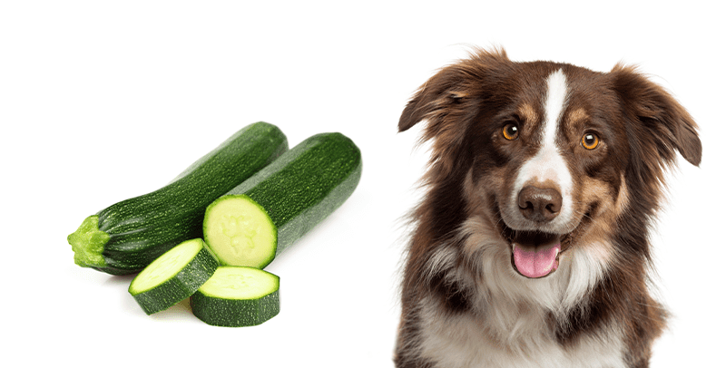 Donner de la courgette à votre chien : une bonne idée ?
