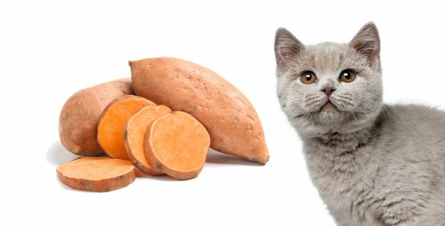 Pouvez-vous donner de la patate douce à votre chat ?