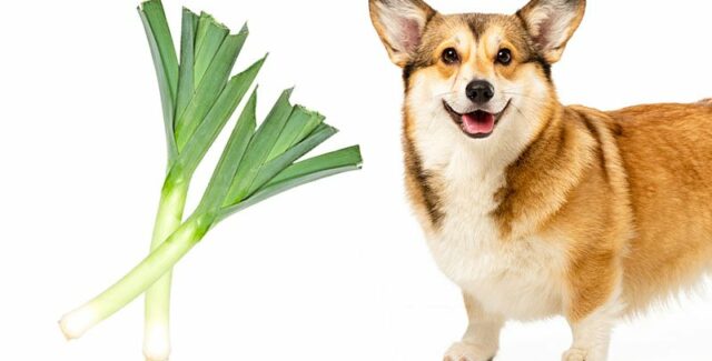 Pouvez-vous donner du poireau à votre chien ?