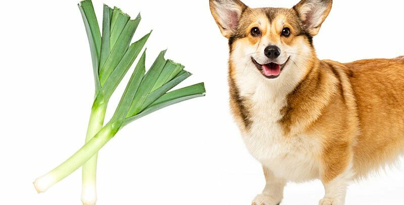 Pouvez-vous donner du poireau à votre chien ?