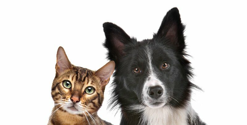 La giardiose peut-elle entraîner la mort d'un chien ou d'un chat ?