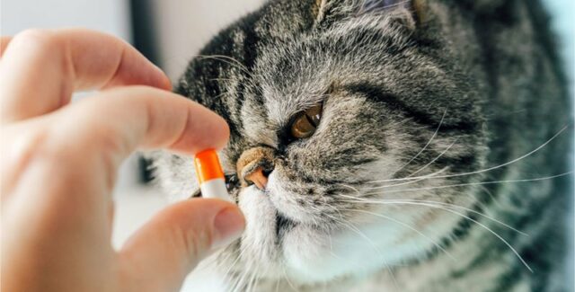 Probiotique pour chat : que choisir ? Quelle efficacité ?
