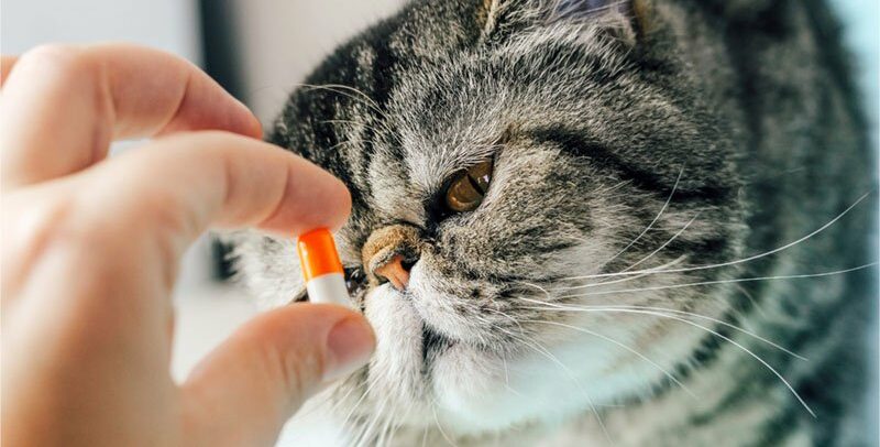 Probiotique pour chat : que choisir ? Quelle efficacité ?