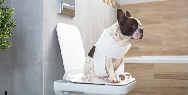 Giardiose chez le chien : symptômes, soins et prévention