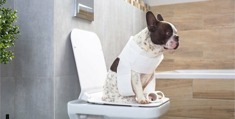 Giardiose chez le chien : symptômes, soins et prévention