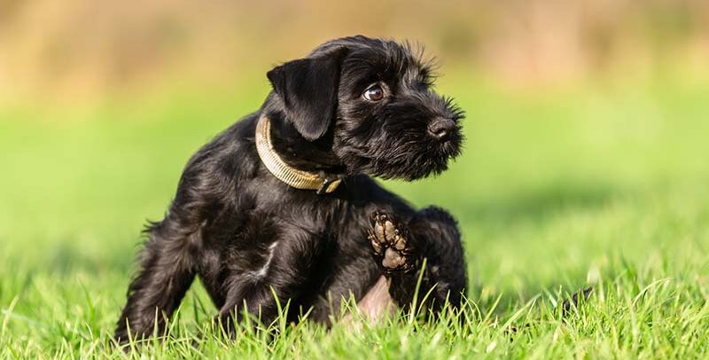 La dermatite du chien : causes, symptômes, traitement et prévention