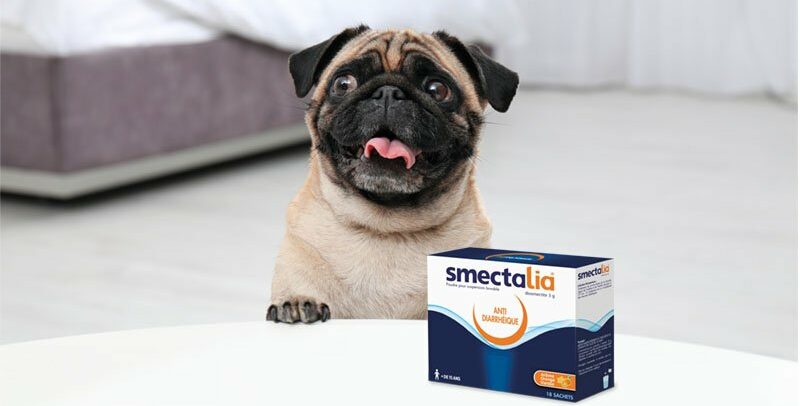 Peut-on donner du SMECTA à un chien ?