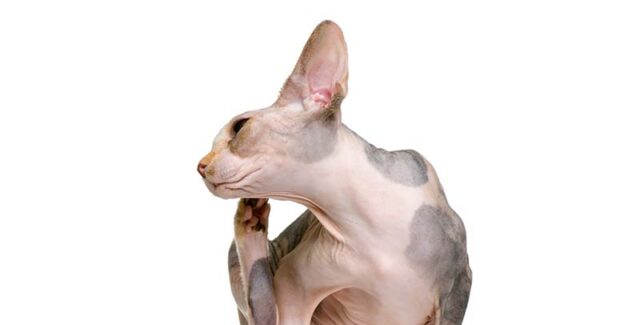 La dermatite atopique chez le chat : quel traitement choisir ?