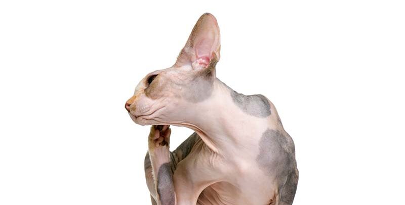 La dermatite atopique chez le chat : quel traitement choisir ?