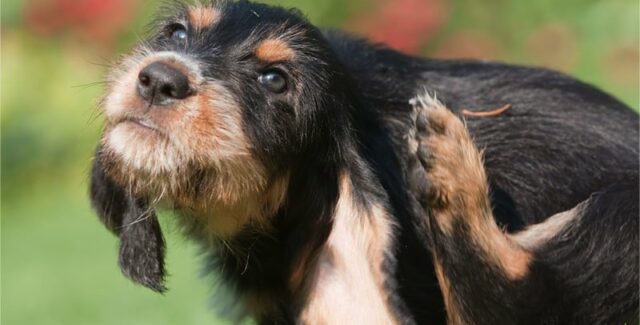 Chien qui se gratte : causes, symptômes, traitements et prévention