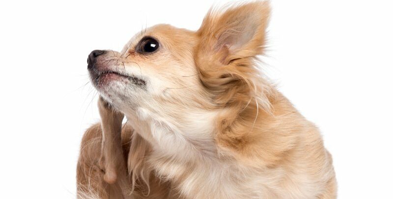 La dermatite atopique du chien : quel traitement naturel choisir ?