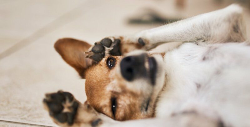 Colique du chien : causes, symptômes et traitements