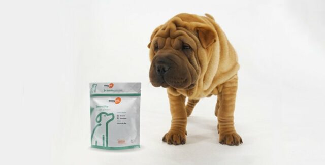 Smectite chien : son efficacité sur la diarrhée, et ses dangers !