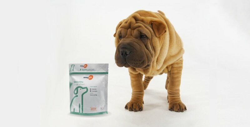 Smectite chien : son efficacité sur la diarrhée, et ses dangers !