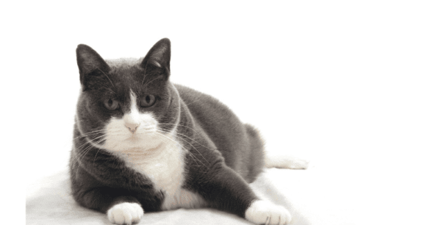 Chat obèse : causes, conséquences et solutions pour le faire maigrir !