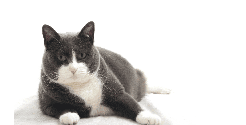 Chat obèse : causes, conséquences et solutions pour le faire maigrir !