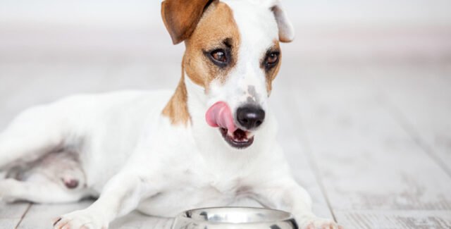 Quelles sont les meilleures croquettes pour chien stérilisé ?