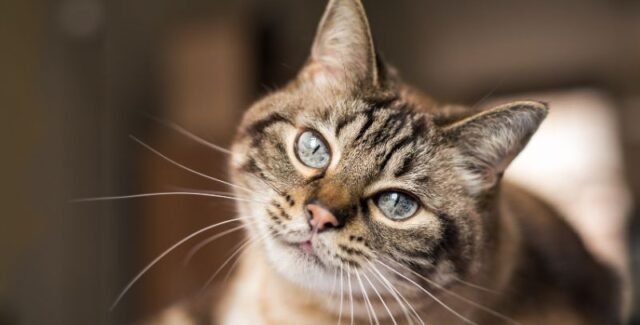Meloxidyl pour chat : posologie, effets secondaires et alternatives à cet anti-inflammatoire