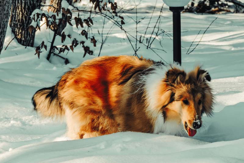 Vomissement chez le chien : causes, traitements, et comment l'aider ?