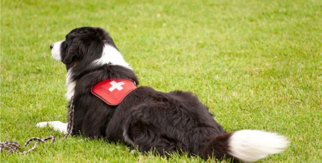 Chien sauveteur : rôle, missions, qualités, formation et alimentation