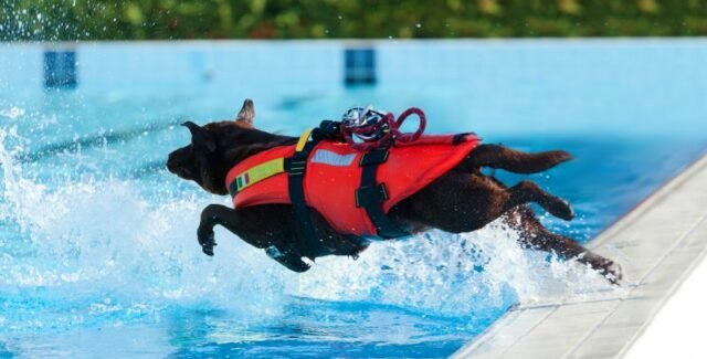 Top 5 des races de chien sauveteurs les plus sollicités et performantes