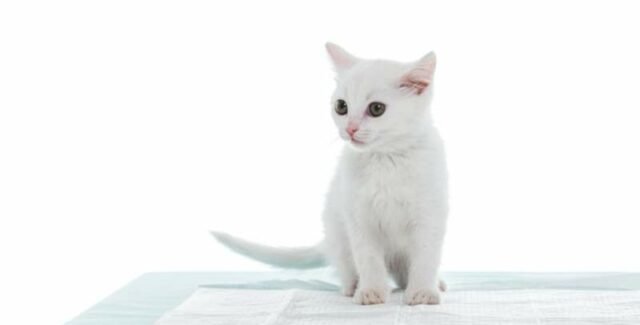 Chaton-blanc-sur-sa-litière-dans-un-fond-blanc